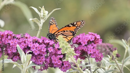 Tableau sur toile A monarch butterfly (Danaus plexippus) feeds on flowers in a California park in summer