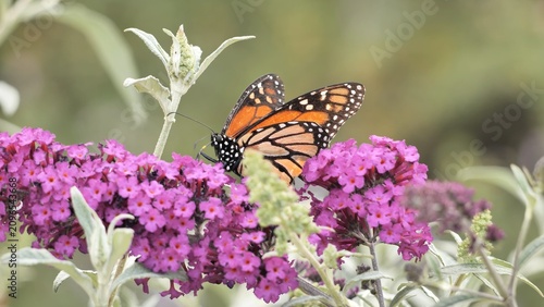 Tableau sur toile A monarch butterfly (Danaus plexippus) feeds on flowers in a California park in summer