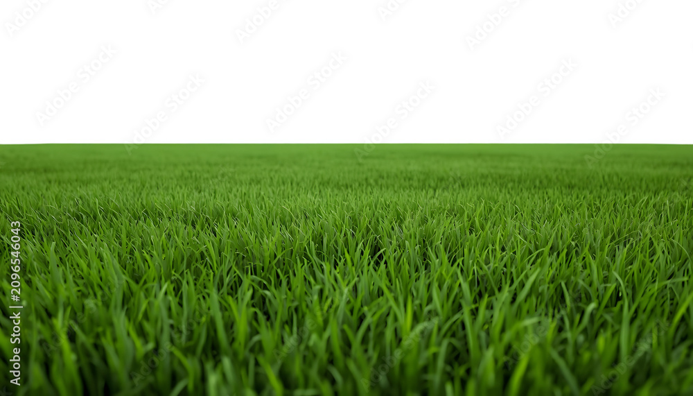 Obraz premium Natural green grass strip. Isolated meadow turf for landscape design projects.