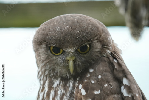 Barking owl