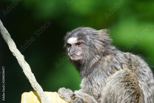 Foto Common marmoset