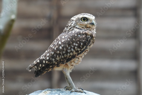 Burrowing owl