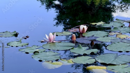 Pink Water Lilies Blooming on Calm Pond with Lily Pads