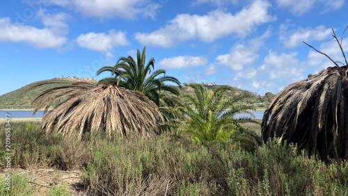 Healthy, diseased and dead Canari Island Date Palms  (Phoenix canariensis) along Batiquitos Lagoon in Southern California