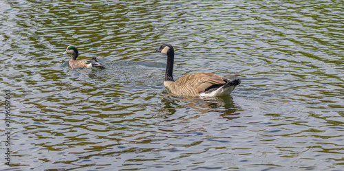 Foto American Wigeon and Canada Goose Swimming