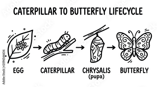Canvastavla Hand-Drawn Caterpillar to Butterfly Metamorphosis Lifecycle Science Doodle Set -
