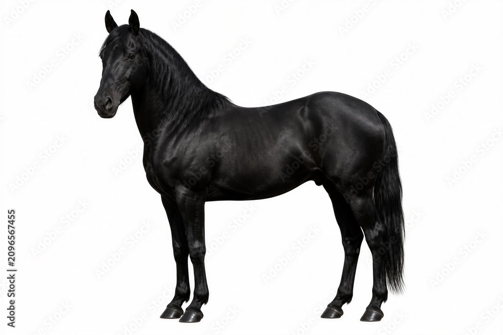 Fototapeta premium Black horse standing in profile on white background
