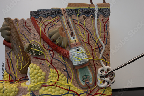Bild auf Leinwand Pointer Showing Sweat Gland In Human Skin Model