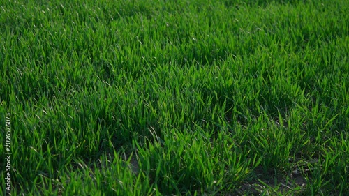 Healthy green wheat seedlings growing on fertile agricultural field. Green field concept. 