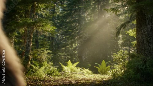 Bigfoot walks through the forest and explores the trees and plants in the woods during daylight hours