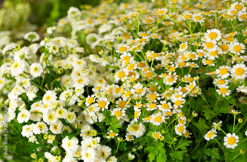 Medicinal Feverfew plant in bloom in a local garden