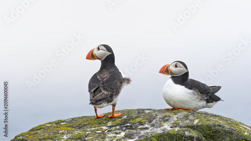 Two puffins stand atop a mossy, rocky outcrop