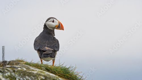 фотографія Puffin stands atop grassy cliff edge