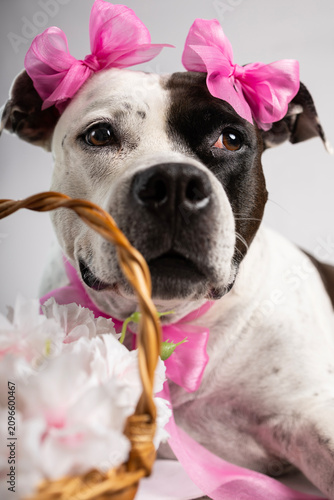 Cute pitbull dog wearing pink bows on ears and neck portrait against white background.