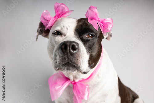 Cute pitbull dog wearing pink bows on ears and neck portrait against white background.