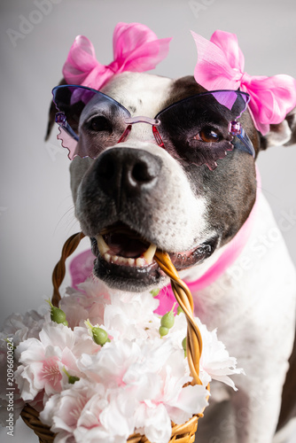 A funny pit bull dog holds a basket of flowers in his mouth, pink bows and sunglasses on him. Congratulations on March 8th