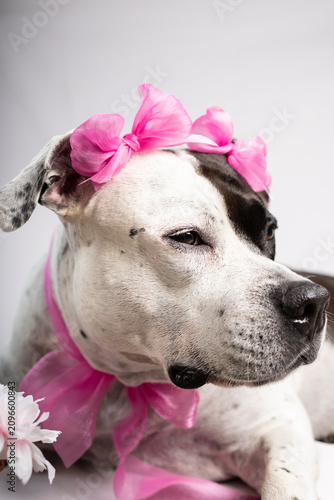 Cute pitbull dog wearing pink bows on ears and neck portrait against white background.