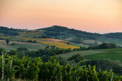 Sunset Over Vineyards and Rolling Hills in Piedmont, Italy (Vitis vinifera)