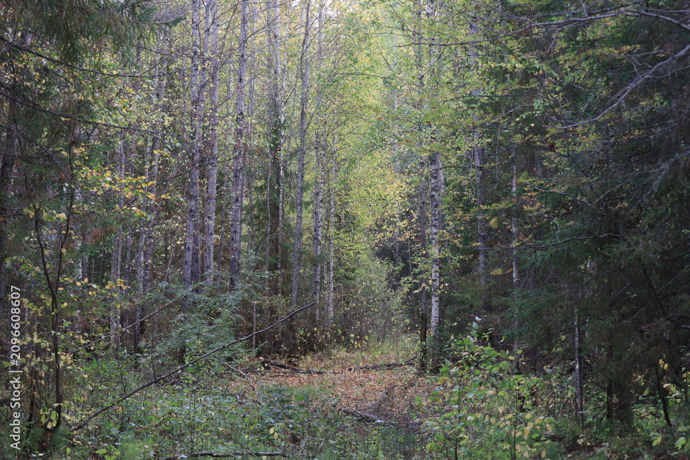 Fototapeta premium footpath in the forest