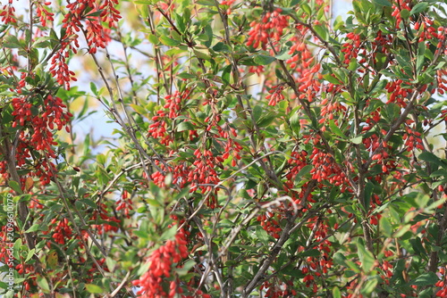Картината върху платно barberry berries on a tree in autumn