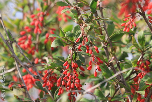 Fotografie barberry berries on a branch in early autumn