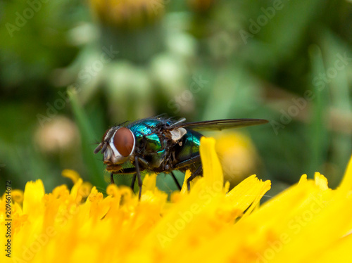 Green bottle fly standing on a yellow dandelion petal. Macro shot of an insect in a garden.