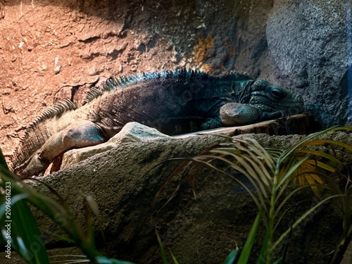 Photography Large iguana lizard basking on stone ledge in terrarium