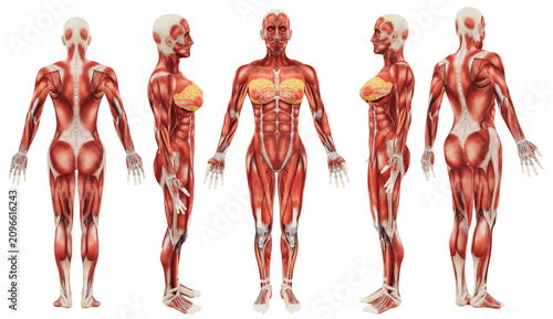 Obraz na płótnie Female muscular system anatomy full body views isolated on transparent backgroun