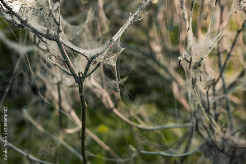 Tableau sur toile Silk web nest of ermine moth larvae