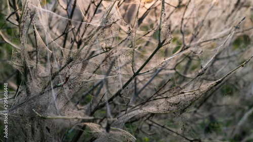 Photos Silk web nest of ermine moth larvae