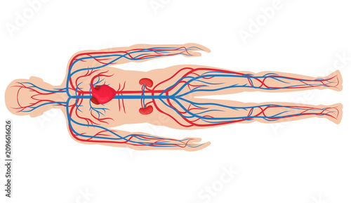 Foto Human circulatory system diagram showing heart and blood vessels isolated on whi