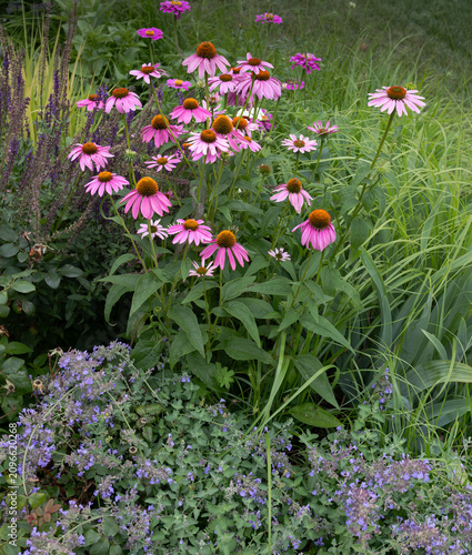 Pink coneflowers rise above lavender catmint and flowing ornamental grasses in a colorful midsummer perennial garden filled with natural texture.