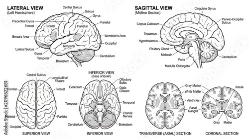 Quadro su tela Human Brain Anatomy Diagrams: Lateral, Sagittal, Superior, Inferior, Transverse