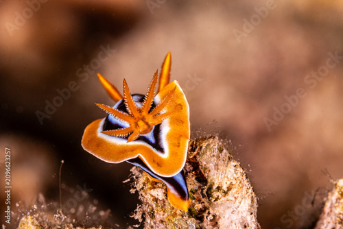 Foto Pyjama nudibranch / Chromodoris quadricolor