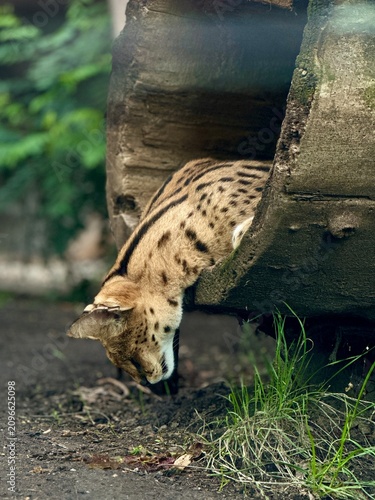 Quadro su tela Wild serval cat climbing out of a hollow log in zoo