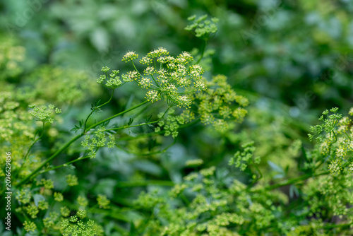 Obraz na płótnie flowering parsley plant with delicate green umbels in herb garden