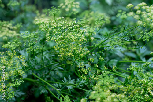 Fotografie flowering parsley plant with delicate green umbels in herb garden
