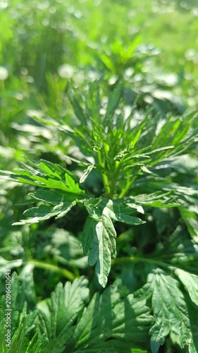 Common Mugwort Artemisia Vulgaris Fresh Green Foliage
