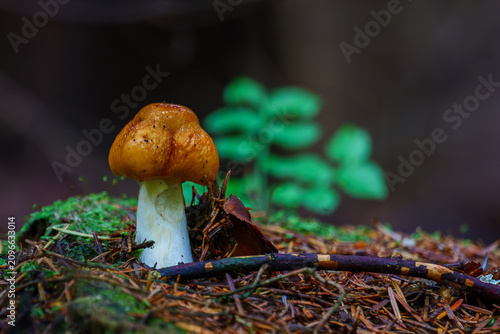 Tableau sur toile Wild stinking russula mushroom (Russula foetens) growing on a mossy ground in a