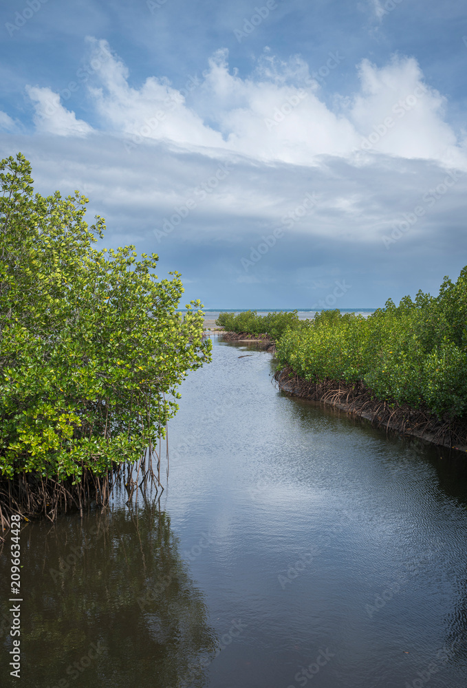 Fototapeta premium Fijian estuary with established mangrove thickets along the channel