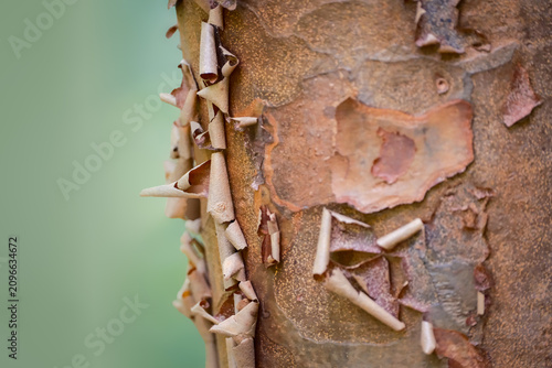 Cuadro en lienzo Close-up of Paper Bark Maple tree (Acer griseum) with cool green background