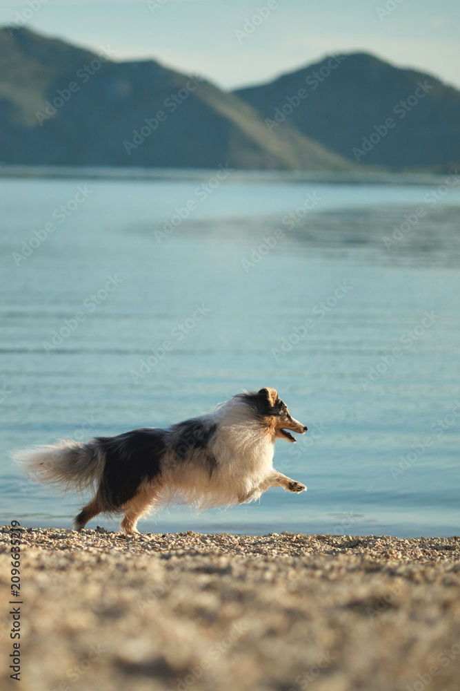 Obraz premium A happy Shetland Sheepdog runs across a sandy beach beside a peaceful mountain lake. Bright outdoor action scene full of movement, travel, and adventure.