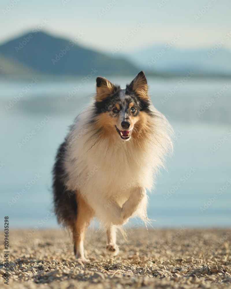 Fototapeta premium A close portrait of a beautiful Shetland Sheepdog standing on a peaceful lakeshore. Soft natural light highlights the fluffy coat and expressive face.