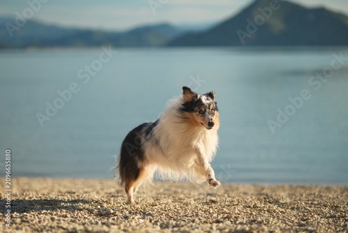 A Shetland Sheepdog enjoys a peaceful walk beside a calm mountain lake. Beautiful outdoor portrait highlighting an active lifestyle and love for nature.
