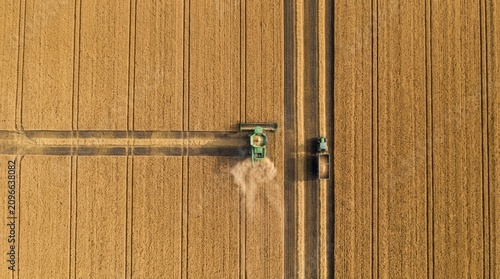 Combine harvester working in wheat field. Aerial view of farming tractor reaping golden grain crop. Agricultural machine harvesting cereal harvest. Industrial farming and food production.