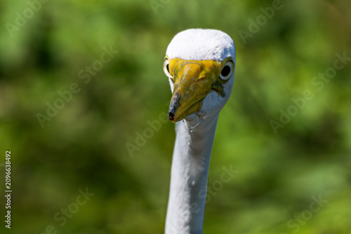 Closeup of a great egret staring into the camera.