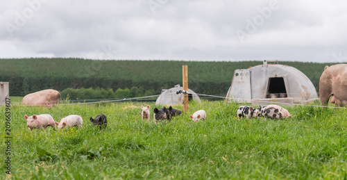 Fotografie Colourful free-range outdoor piglets in a grass field.