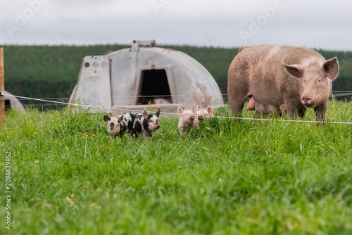 Fotografie A free-range outdoor pig and her piglets in a grass field next to her arc