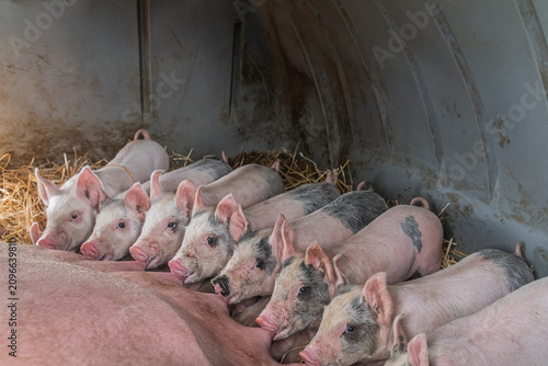 Принти на полотні Piglets suckling their mother in a farrowing arc.