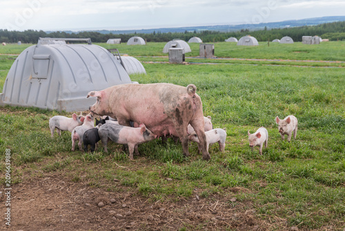 Bild auf Leinwand An outdoor sow with her piglets and farrowing arc in a gras field